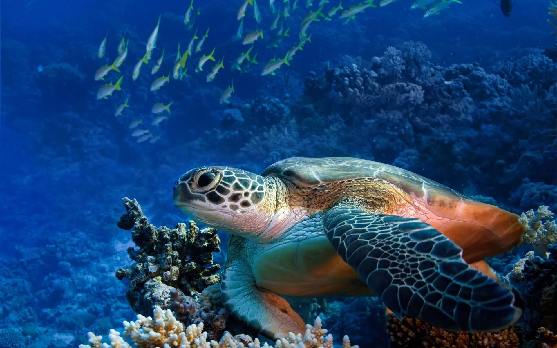 Морские обитатели морская черепаха. Черепаха Каретта (логгерхед). Черепаший риф. Океанария морские черепахи. Черепаха риф риф.