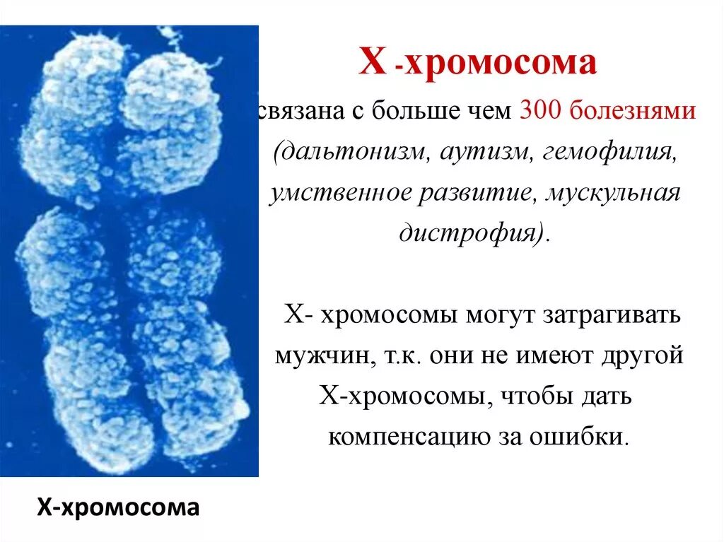 Вторая х хромосома. Х И У хромосомы. Половые хромосомы. Х-хромосома человека.