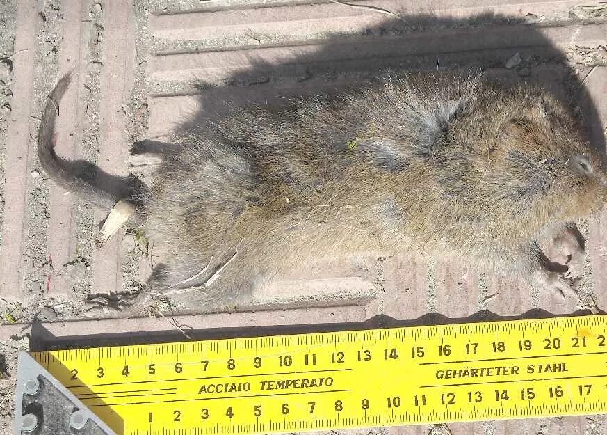 Зоомарк 111 клетка д/джунгариков 2-х этажная 36*24*23. Сено луговое султан 24л. Homepet 19 см х 31 см х 18,5 см домик для грызунов усадьба деревянный 7218399. Happy jungle наполнитель сено луговое для грызунов 24 л. Сено с яблоком для грызунов султан 24 л.