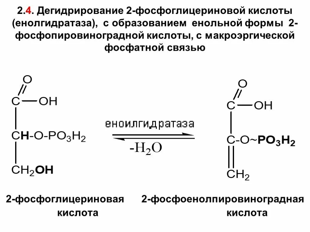 2 Фосфоглицериновая кислота = фосфоенолпировиноградная. Фосфоенолпировиноградная кислота формула. Фосфоенолпировиноградная кислота систематическое название. Фосфоенолпировиноградная кислота структурная формула.