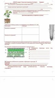 Сор биология 8 класс 3 четверть