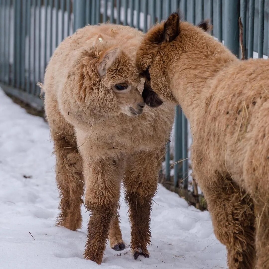 Альпака джером. Альпака сури. Альпака санкт петербург. Альпака в московском зоопарке. Парк ламы альпаки москва.