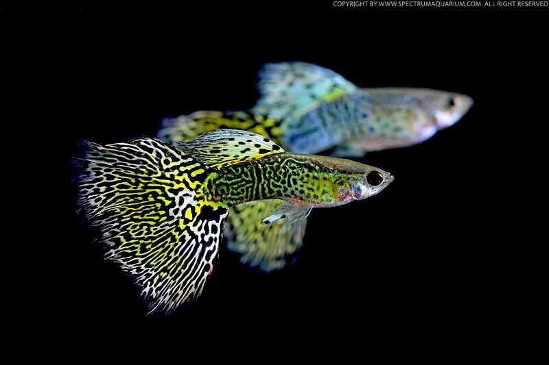 гуппи эндлера самка. пецилия сансет коралл. аква рыбки живородящие. какие аквариумные рыбки живородящие. гуппи аквариумные рыбки.