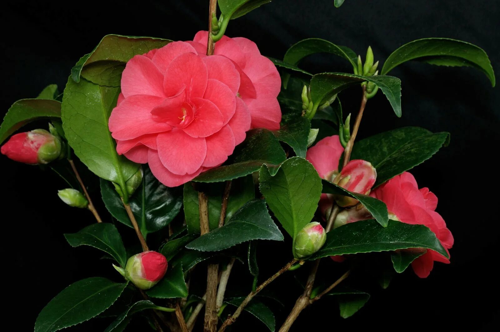File:Semi-double Camelia cultivar.jpg - Wikipedia