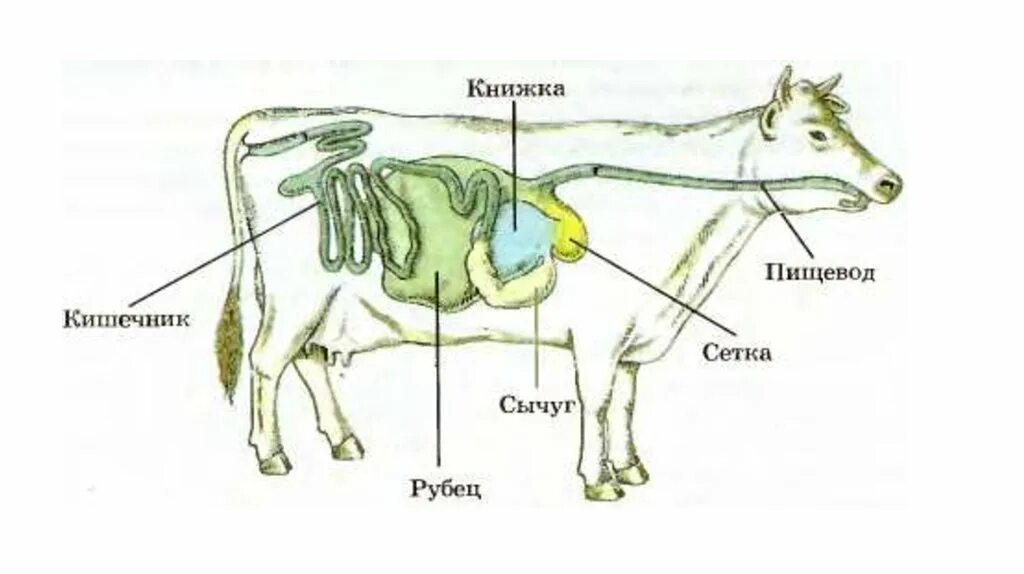 Пищеварительная система млекопитающих жвачных животных. Отделы пищеварительной системы жвачных млекопитающих. Пищеварительная система жвачных корова. Пищеварительная система коровы анатомия.