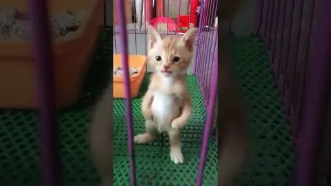 Стоит кот видео