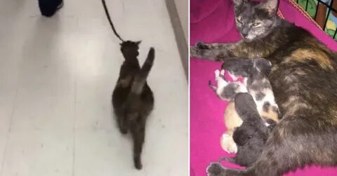 Включи беременный кот