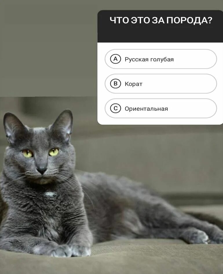 Как узнать что кошка. Определи породу этой кошки. вопросы про кошек. корат кошка как понять.