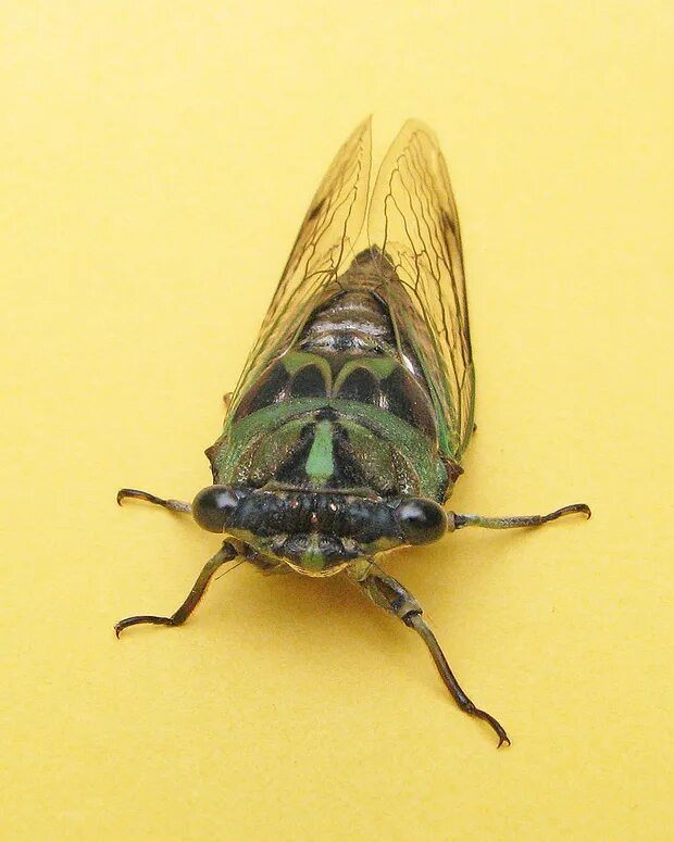 Put some of this insect