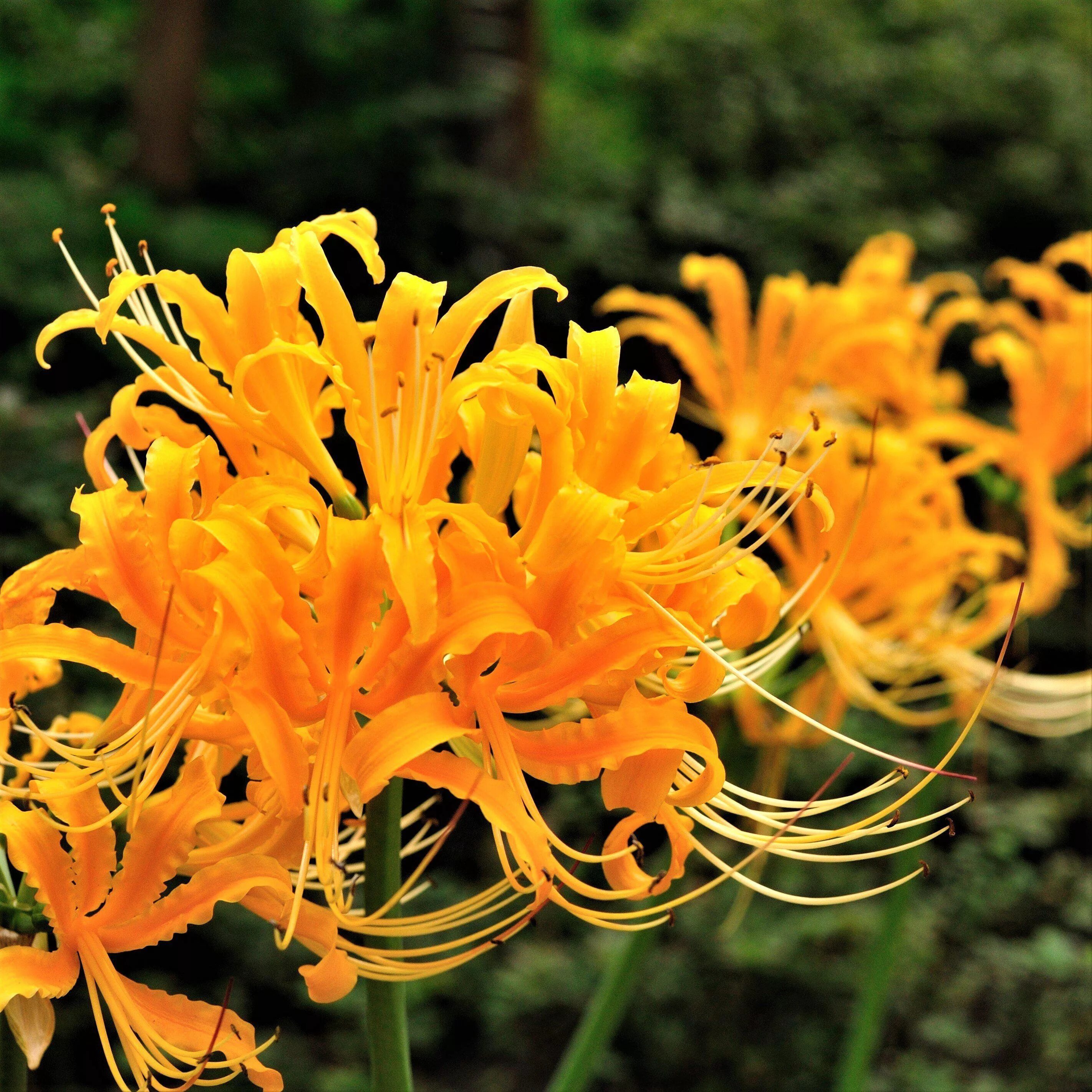 Ликорис значение цветка. Ликорис лучистый. ликорис лучистый (lycoris radiata). ликорис паучья лилия. ликорис золотистый.