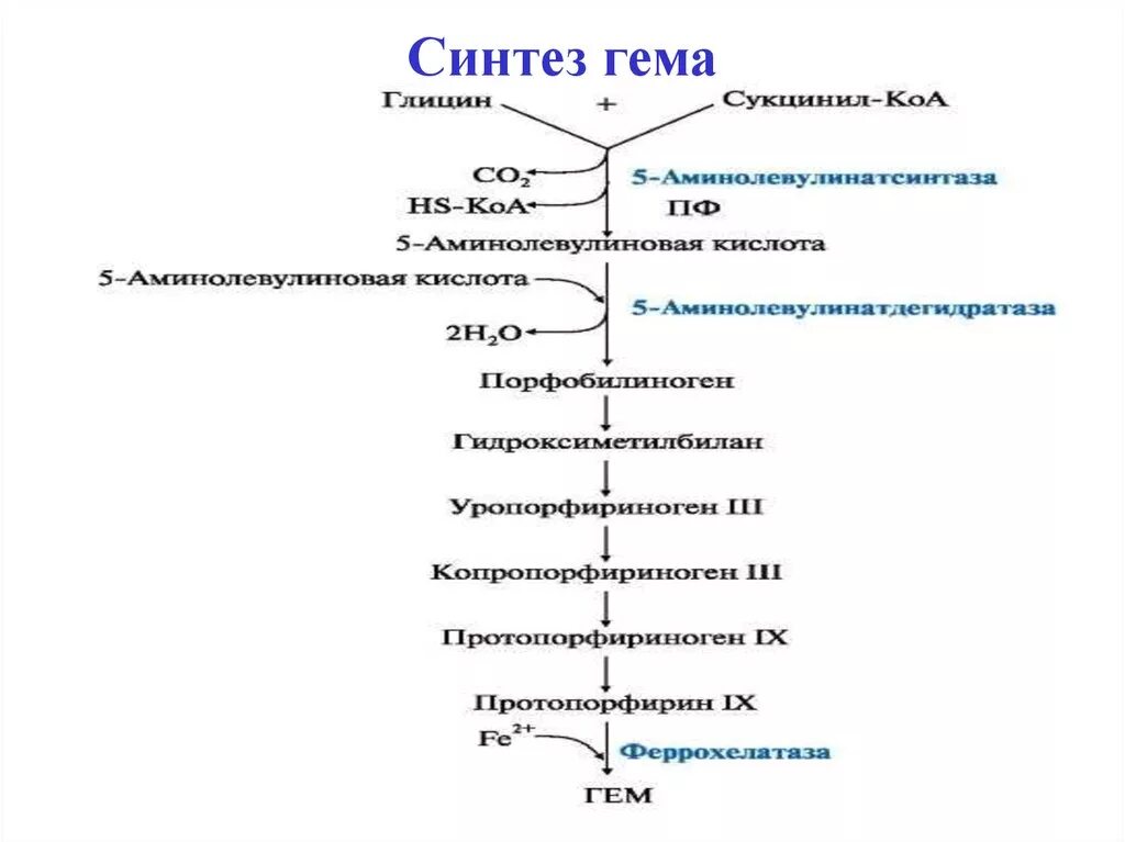 Биосинтез крови. Этапы синтеза гема. Синтез гема биохимия реакции. Синтез гемоглобина биохимия схема. Общая схема синтеза гемоглобина.