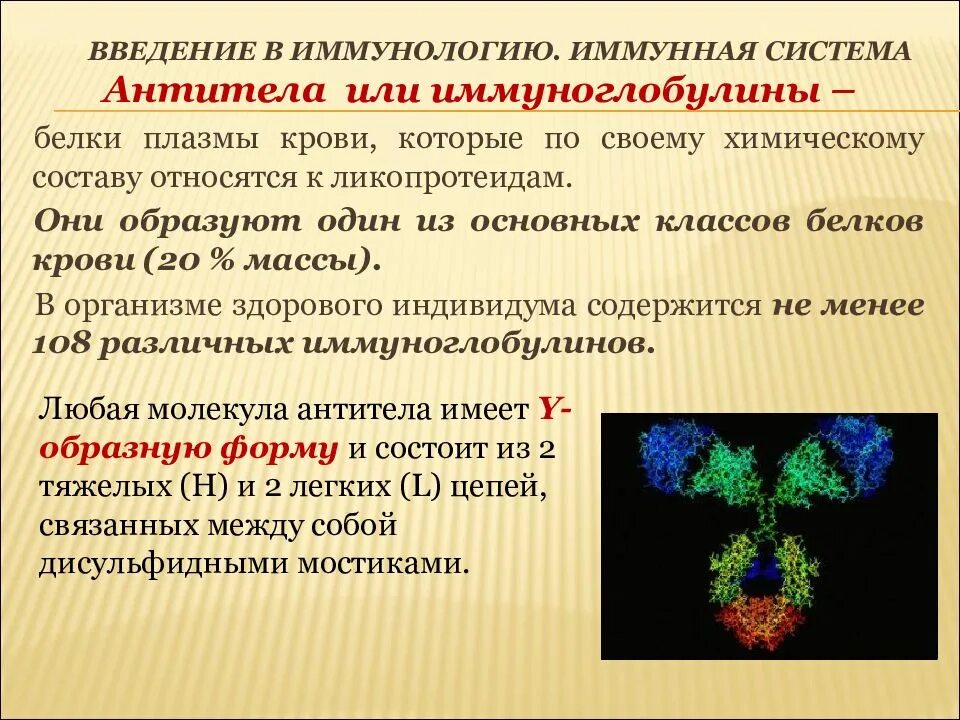 Антитела в плазме крови. Иммуноглобулины плазмы крови. Иммуноглобулины иммунология. Антитела плазмы крови являются. Антитела иммунной системы