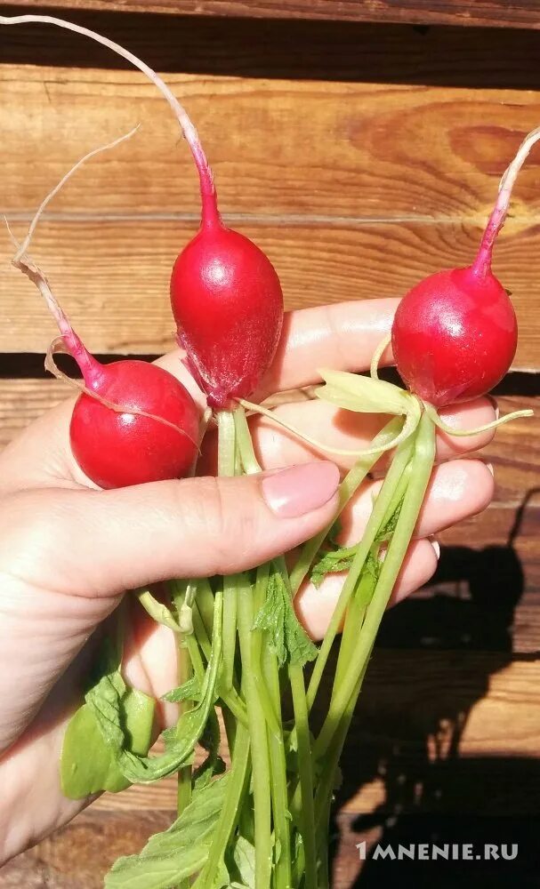 Редис черриэт f1 описание. Сорт редиса черриэт. Редис черриэт f1. Черриэт f1. Черриэт f1.