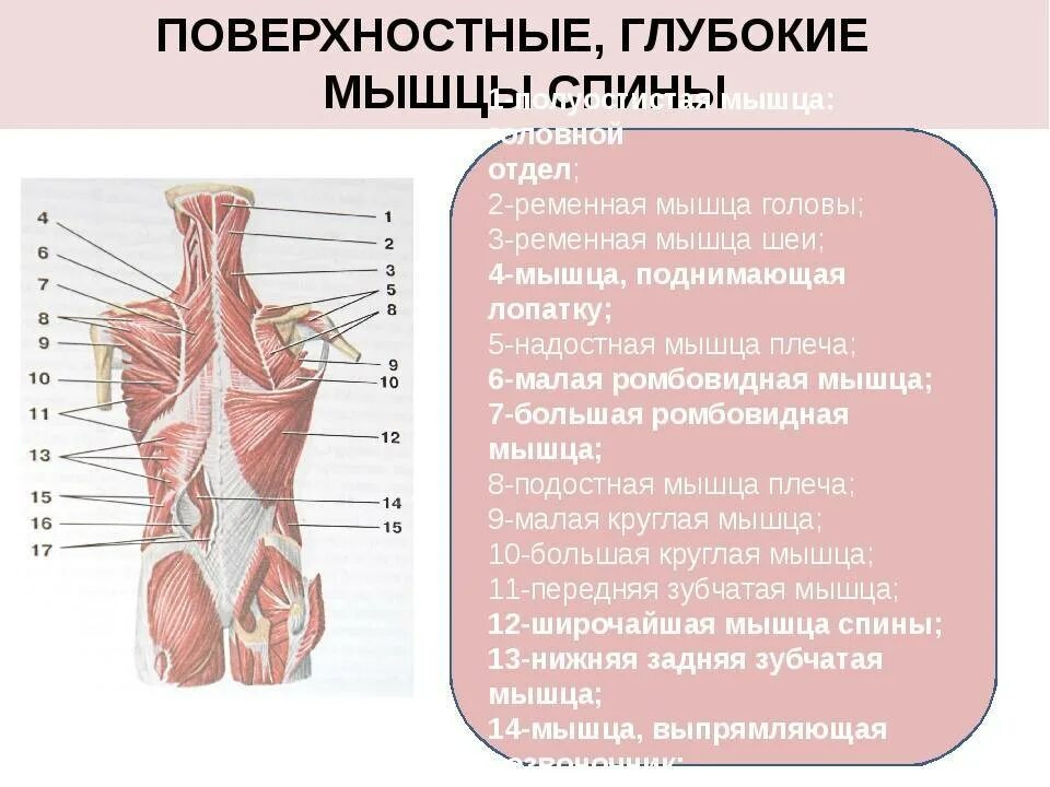 Мышцы спины строение и функции. Глубокие мышцы спины функции. поверхностный слой глубоких мышц спины. глубокие мышцы спины функции таблица. мышцы спины глубокий слой анатомия.