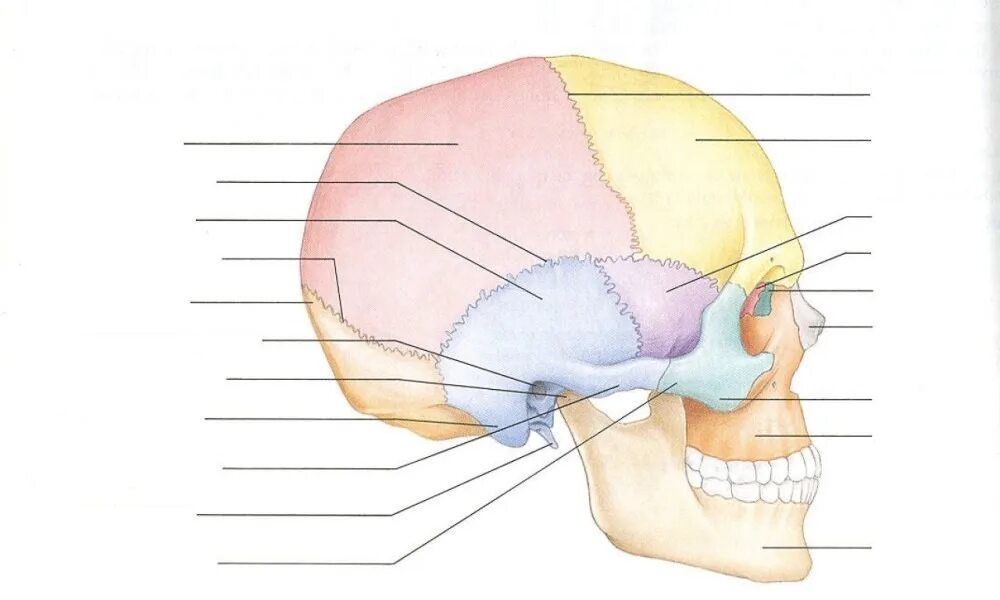 Большие лобные кости. Anatomy Skeleton System Axial Skeleton Cranial Bone. Череп анатомия. Череп человека анатомия без подписей.