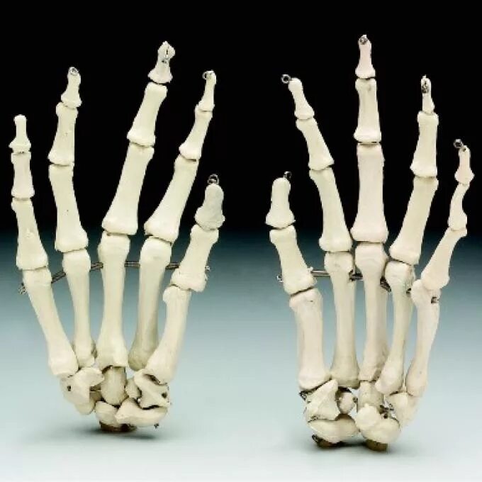 Скелет пальцев человека. Скелет кисти. Скелет руки. Скелет пальцев рук. Кости пальцев руки человека.