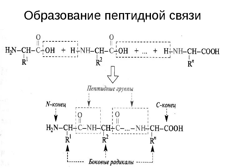 Схема образования пептида. Схема реакции образования пептидной связи. Реакция образования пептидной связи. Уравнение реакции образования пептидной связи.