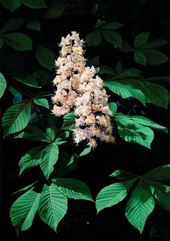 Chestnut tree. Герцогский ночью каштан. Ночной каштан. Каштан конский цветение. Каштановая аллея киев.