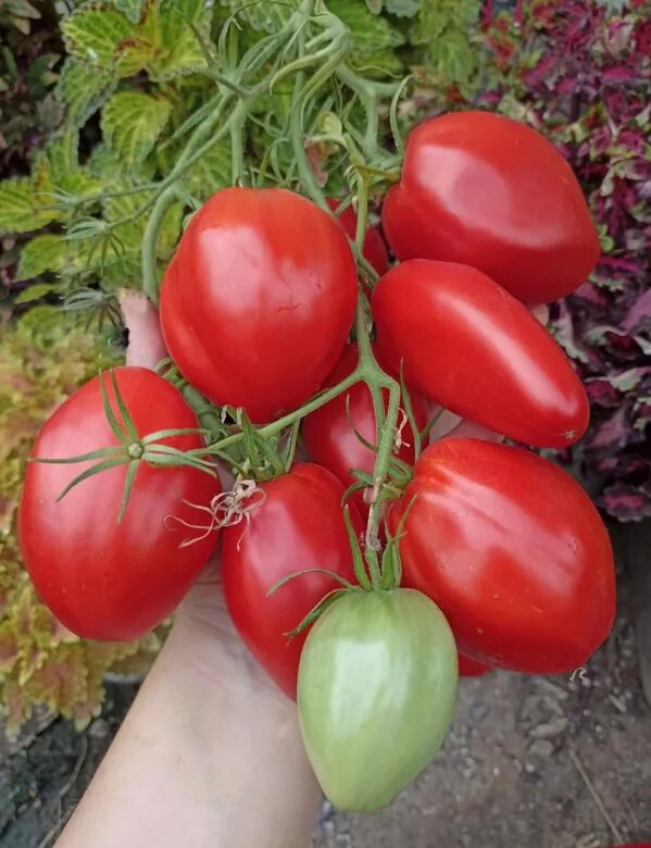 томат жеребец. томат биг сашер f1 3шт витагрин экстра. томат жеребец. томат паскаль из пикардии. томат лошадь паскаля.