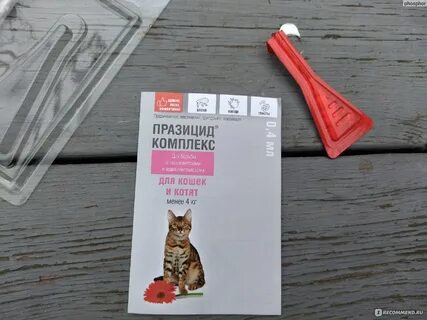 Куда капают капли от блох кошке фото
