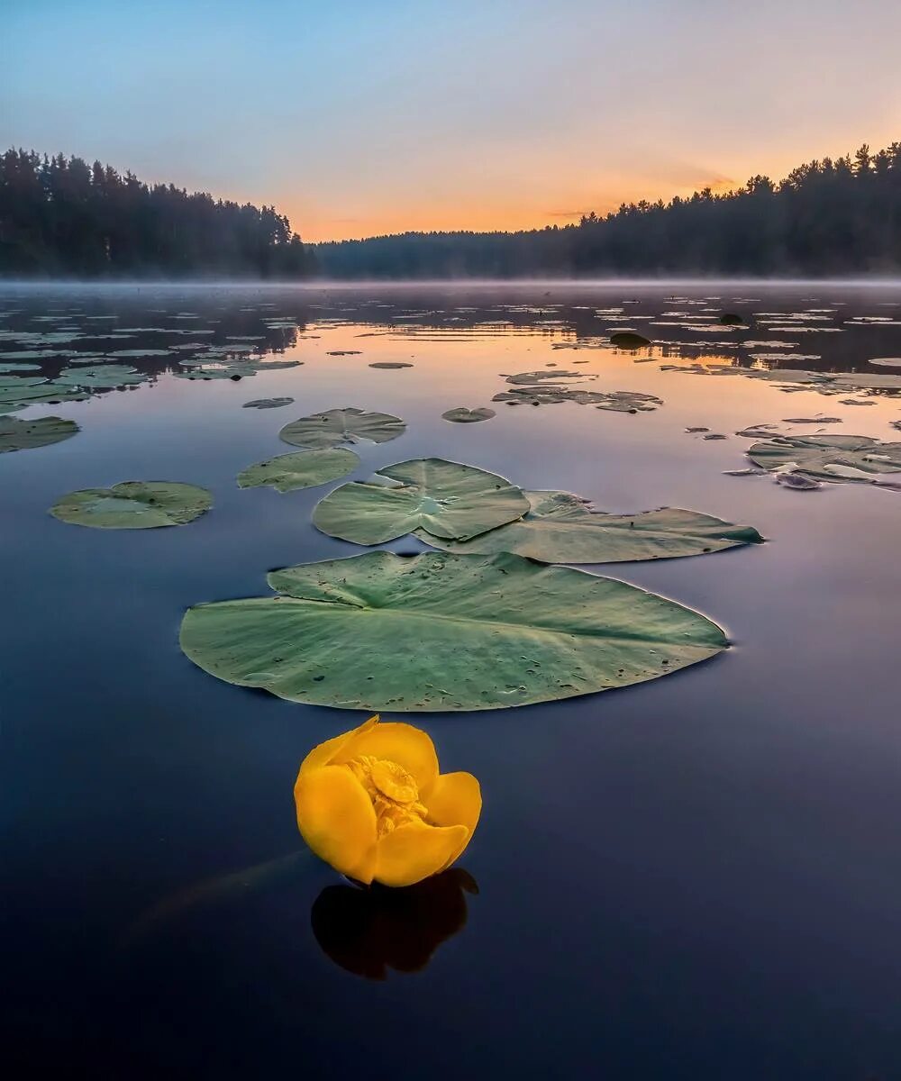 Кувшинка желтая кубышка. Озеро Селигер кувшинки. Фёдор Лашков фотограф река. Желтая кувшинка на воде