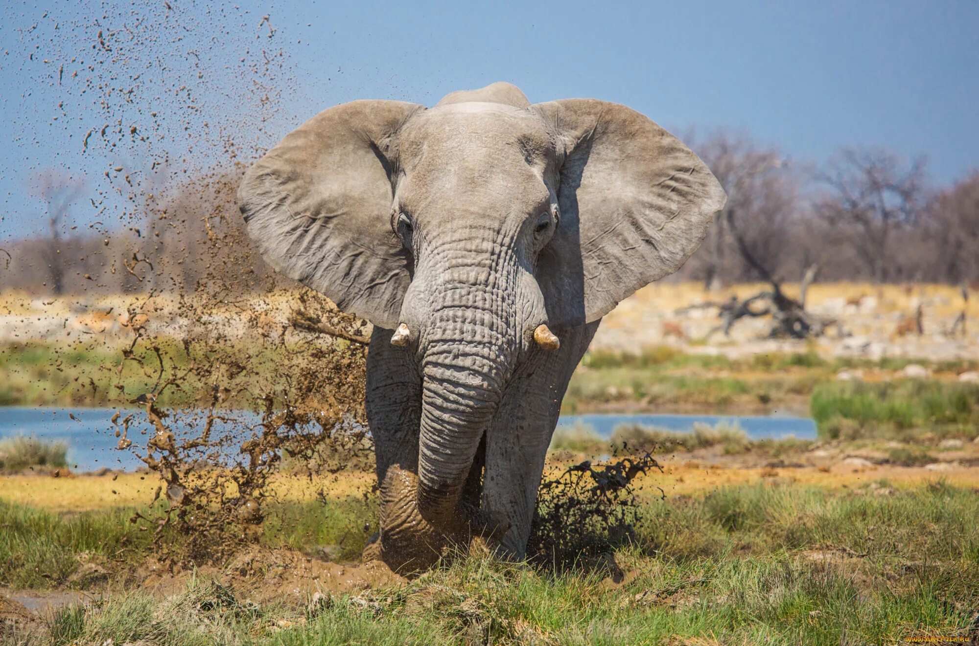 Слон. Слон фото. Слоны в природе. Изображение слона. G elephant