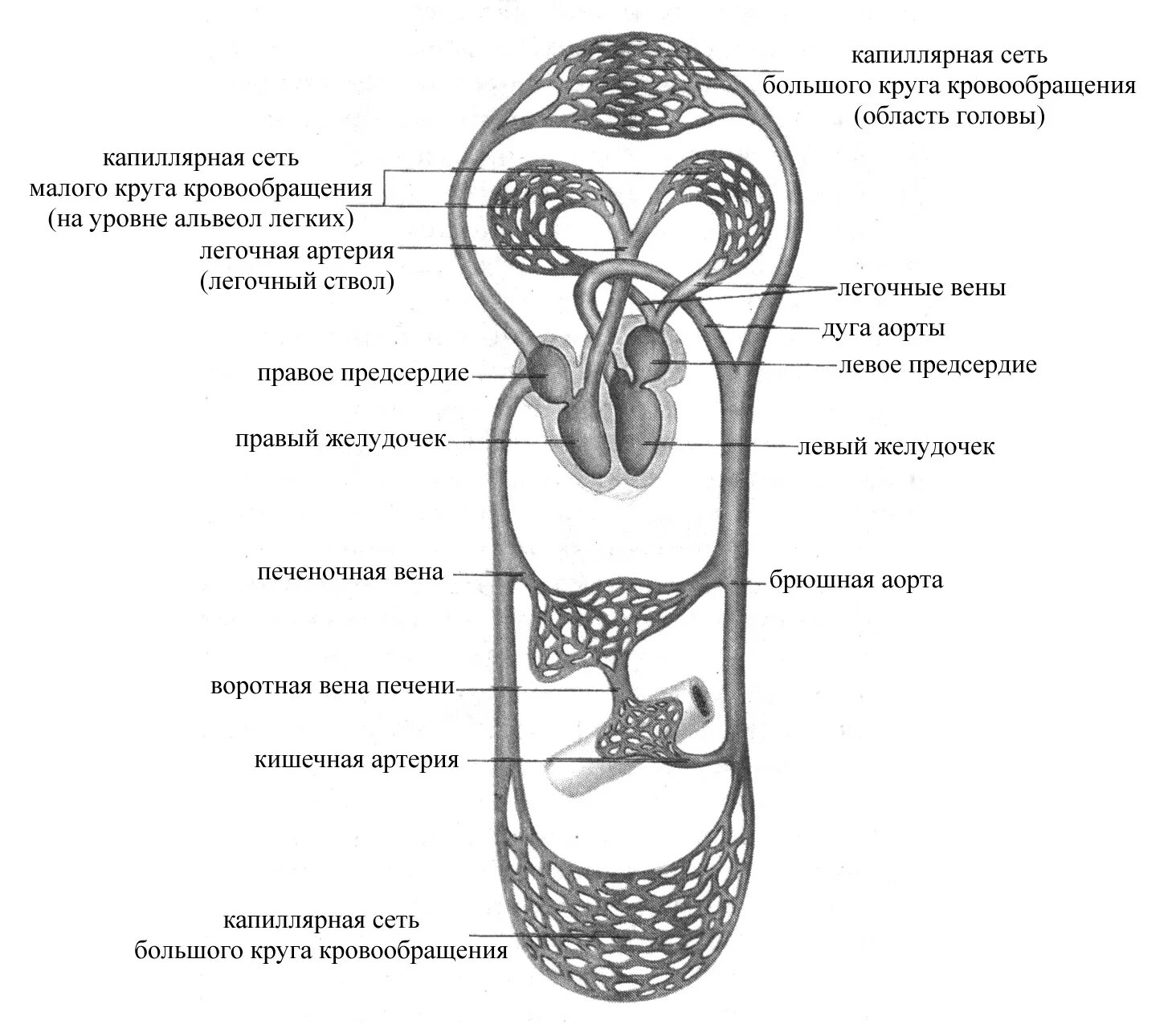 Схема большого круга кровообращения у человека анатомия. Большой круг кровообращения анатомия схема. Малый круг кровообращения схема анатомия человека. Малый и большой круг кровообращения человека схема. Рисунок кровообращение человека
