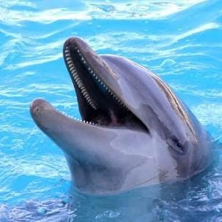 Dolphin am. Дельфины. Дельфин афалина в дельфинарии. Розовый амазонский дельфин. Dolphin am.