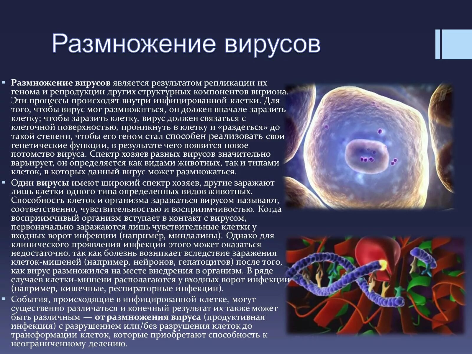 Вирусы способны размножаться только в живых клетках. Размножение вирусов. Вирусы размножаются. Размножение вирусов биология. Этапы размножения вирусов.