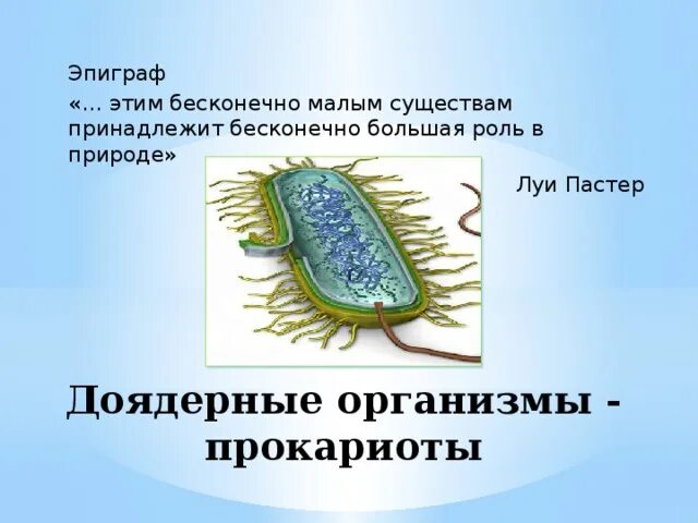 Доядерные прокариоты. Доядерные организмы. Что такое доядерные организмы в биологии. Доядерные организмы это бактериофаг.