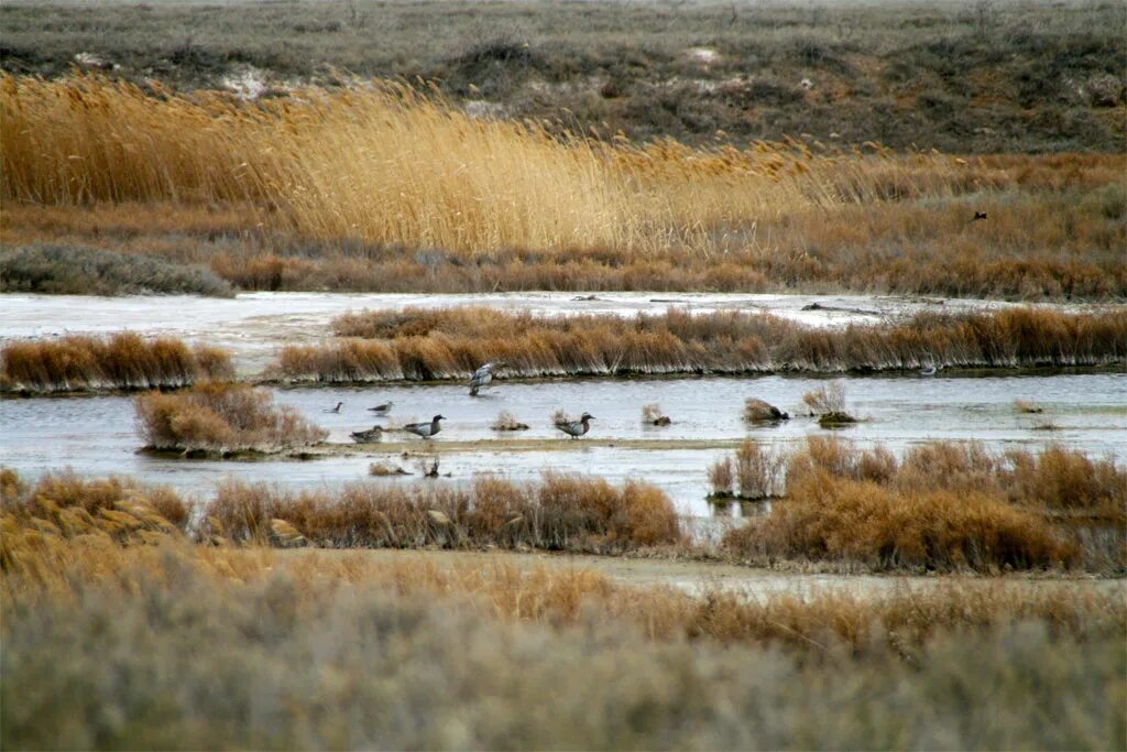 эльтонский заповедники в волгограде. растительный и животный мир озера эльтон. озеро эльтон волгоградская. растительный и животный мир озера эльтон. растительный и животный мир озера эльтон.