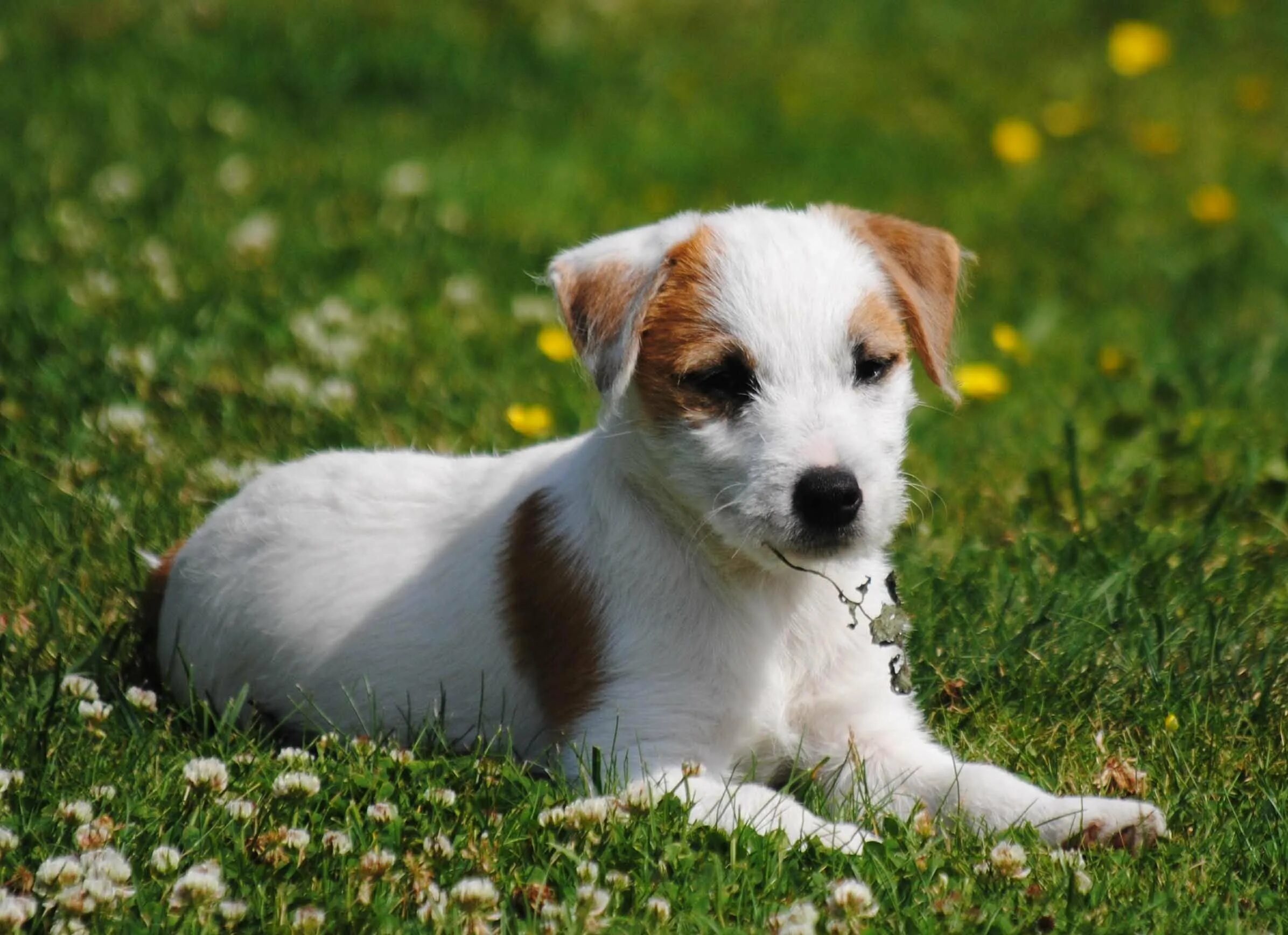 Собаки похожие на расселов. Парсон терьер. Карликовый Джек Рассел. Jack Russell Terrier. Парсон Джек Рассел терьер.