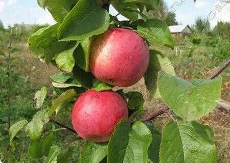 Яблоня орловская отзывы