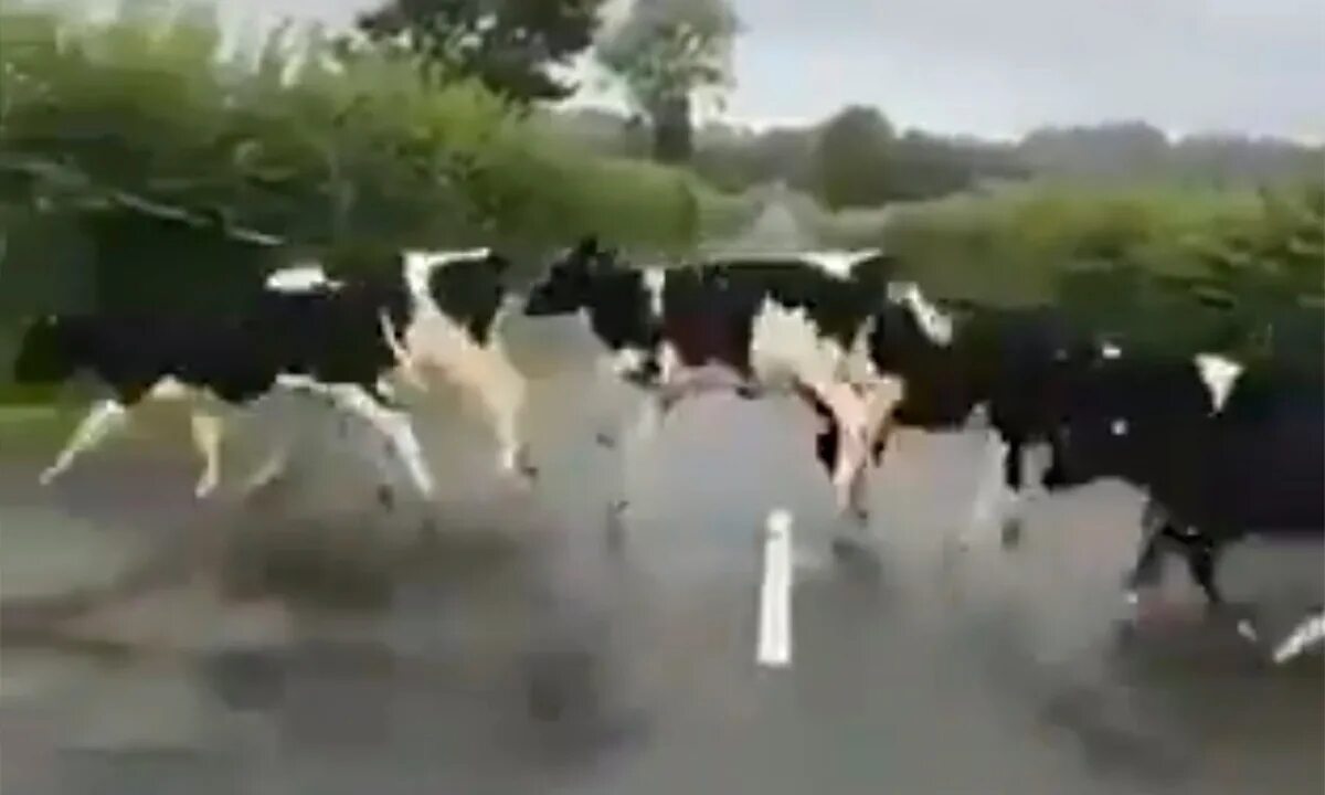 Ярославская корова. Ярославская порода коров. Корова видео 1989. Корова мукает. Корова танцует.