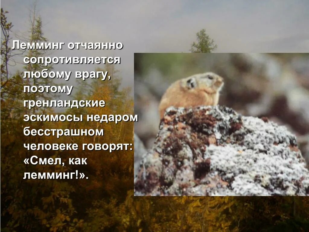 Лемминг сообщение для 4 класса окружающий. Животные тундры лемминги сообщение. сообщение о лемминге. информация о лемминге в тундре. лемминг животное тундры сообщение.