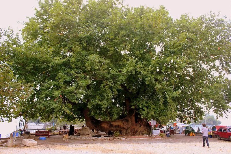 Чинар село. 1000 летнее дерево. Дерево чинар в турции. Кайрагач дарахти. Чинары турция.