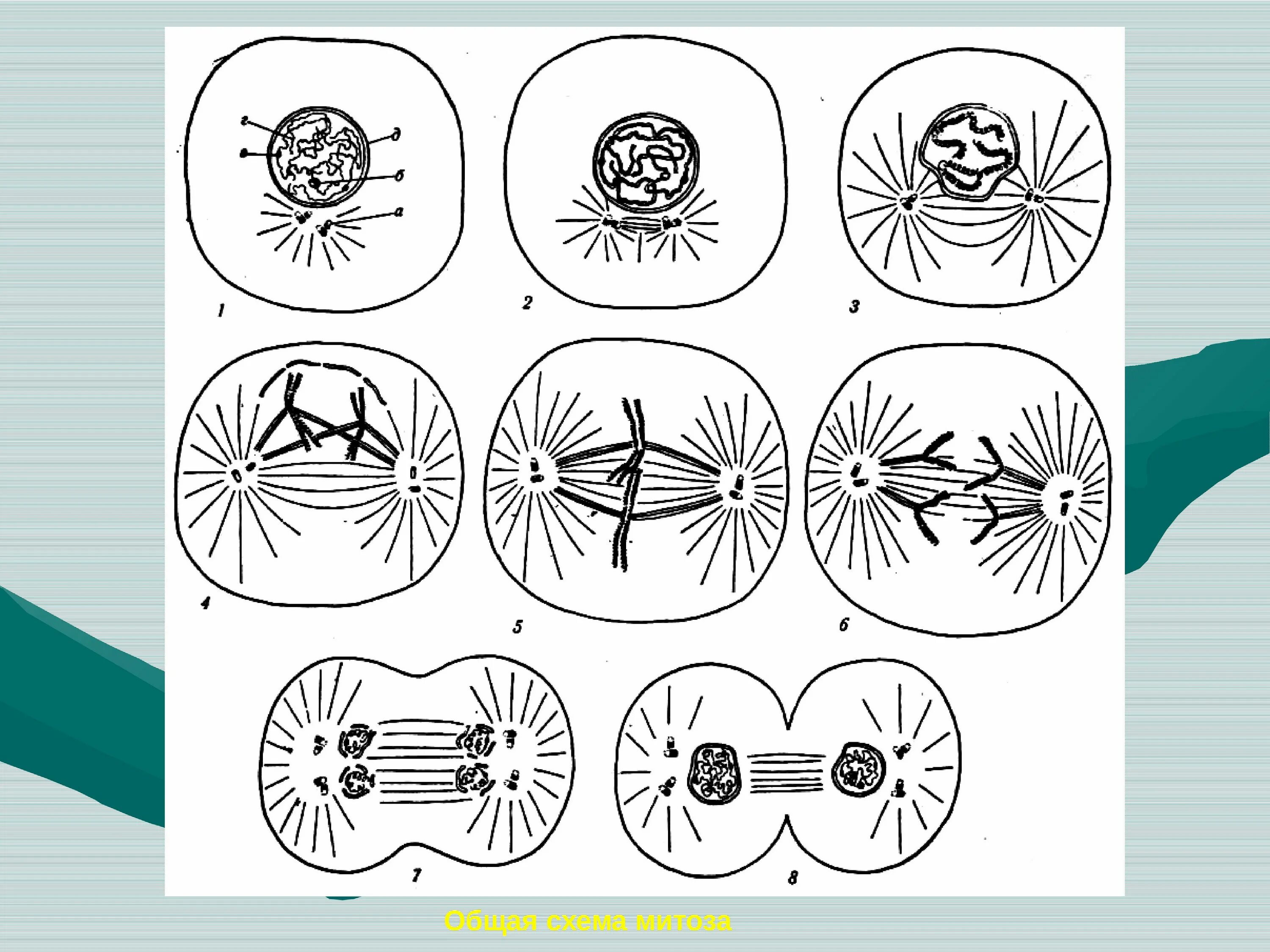 Фазы митоза схема. Фазы митоза рисунки. Спирализация хромосом митоз схема. Схема митоза и митоза. Биология 9 класс митоз