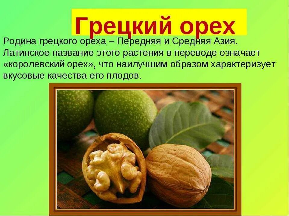 Древесина грецкого ореха и факты о ней