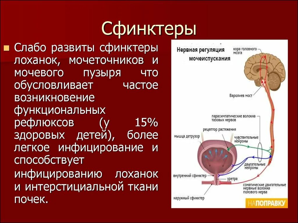 Сфинктер образован. Наружный сфинктер мочевого пузыря. сфинктер мочевого пузыря строение. сфинктеры выделительной системы.