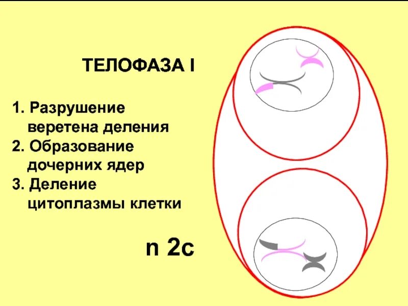 Образование двух дочерних ядер. Ядра дочерних клеток в телофазе. телофаза 2 деления мейоза. телофаза мейоза 1. телофаза 1 цитоплазма.