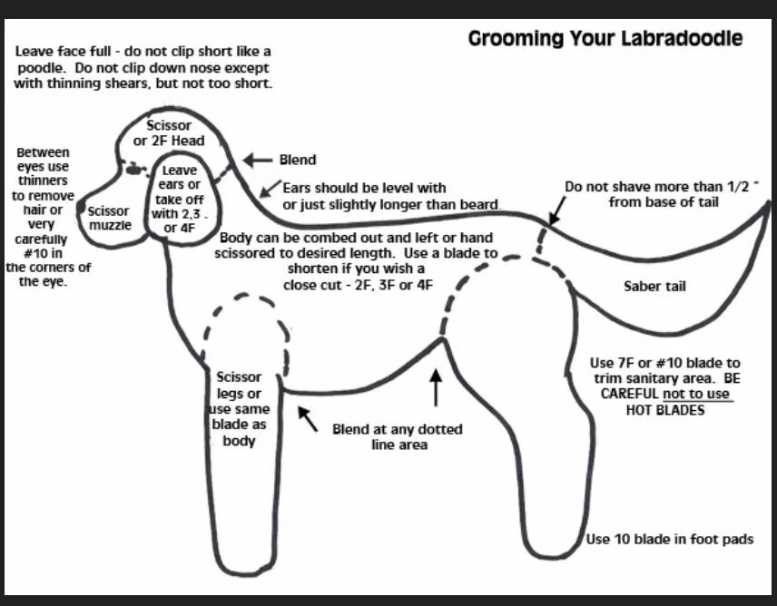 Схема стрижки пуделя Скандинавский Лев. Схема стрижки пуделя Континенталь. Схема стрижки морды пуделя. Схема бритья морды у пуделя. Схема пуделя