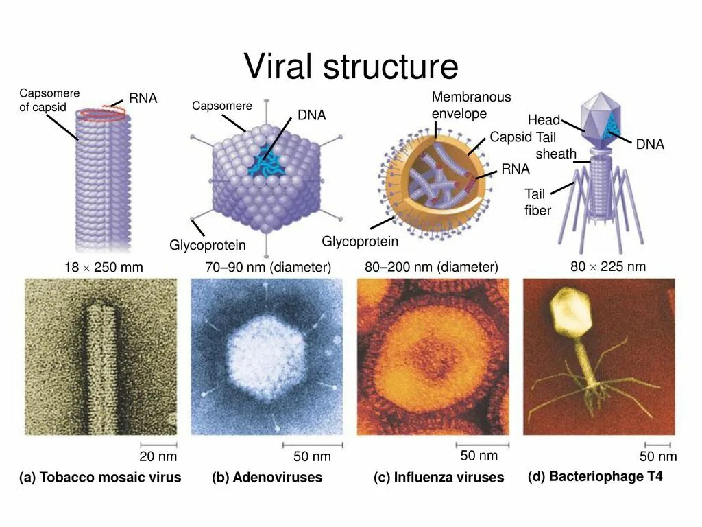 Types of viruses. Формы капсидов вирусов. Типы строения вирусов. Строение вируса оболочка капсид. Белковая оболочка капсид бактерии.