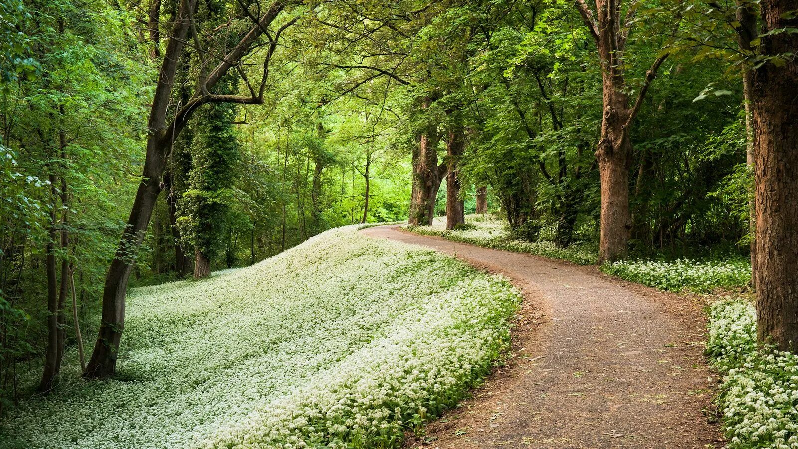 Bo path