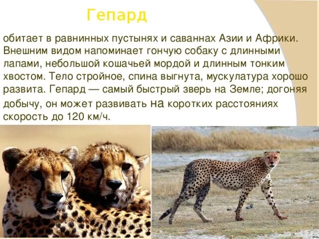 Гепард описание животного. Доклад о гепарде. Сообщение о животном гепард. Гепард презентация.
