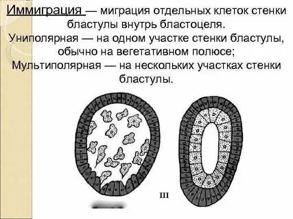 Особенности гаструляции у разных классов позвоночных животных
