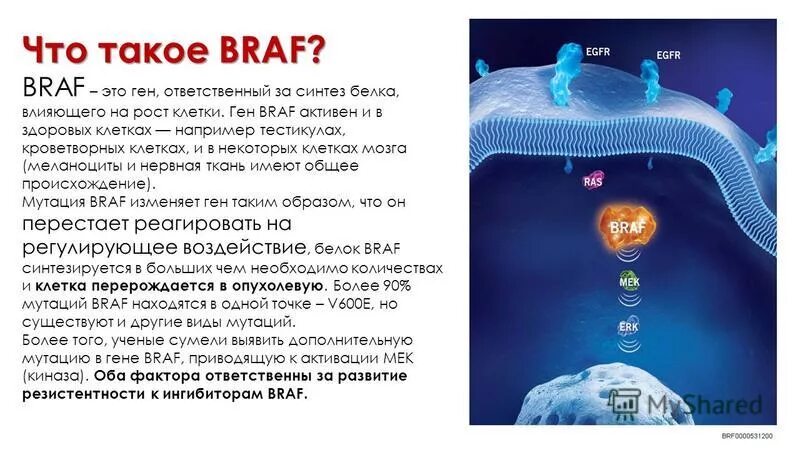 Обнаружена гетерозиготная мутация. Мутация гена egfr. Мутационная изменчивость римеры. Мутации генов в онкологии. Мутации в соматических клетках.