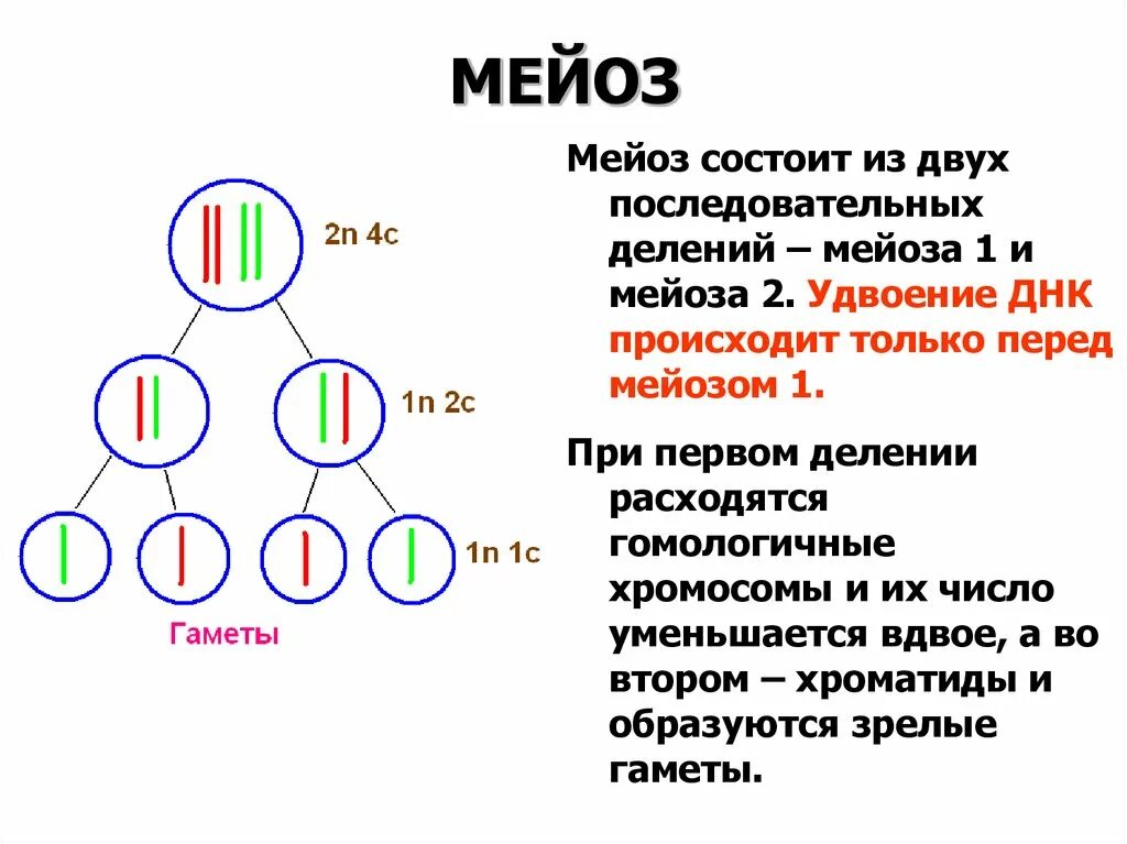 Фазы мейоза первое и второе деление. Мейоз 1 схема. Фазы мейоза 1. Процессы происходящие при мейозе.