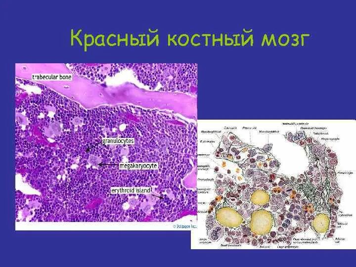 Костный мозг Геншин карта. Красный костный мозг Геншин. Кристальный костный мозг карта. Костный мозг Геншин Импакт.