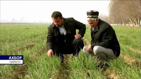 Пагода чайхун