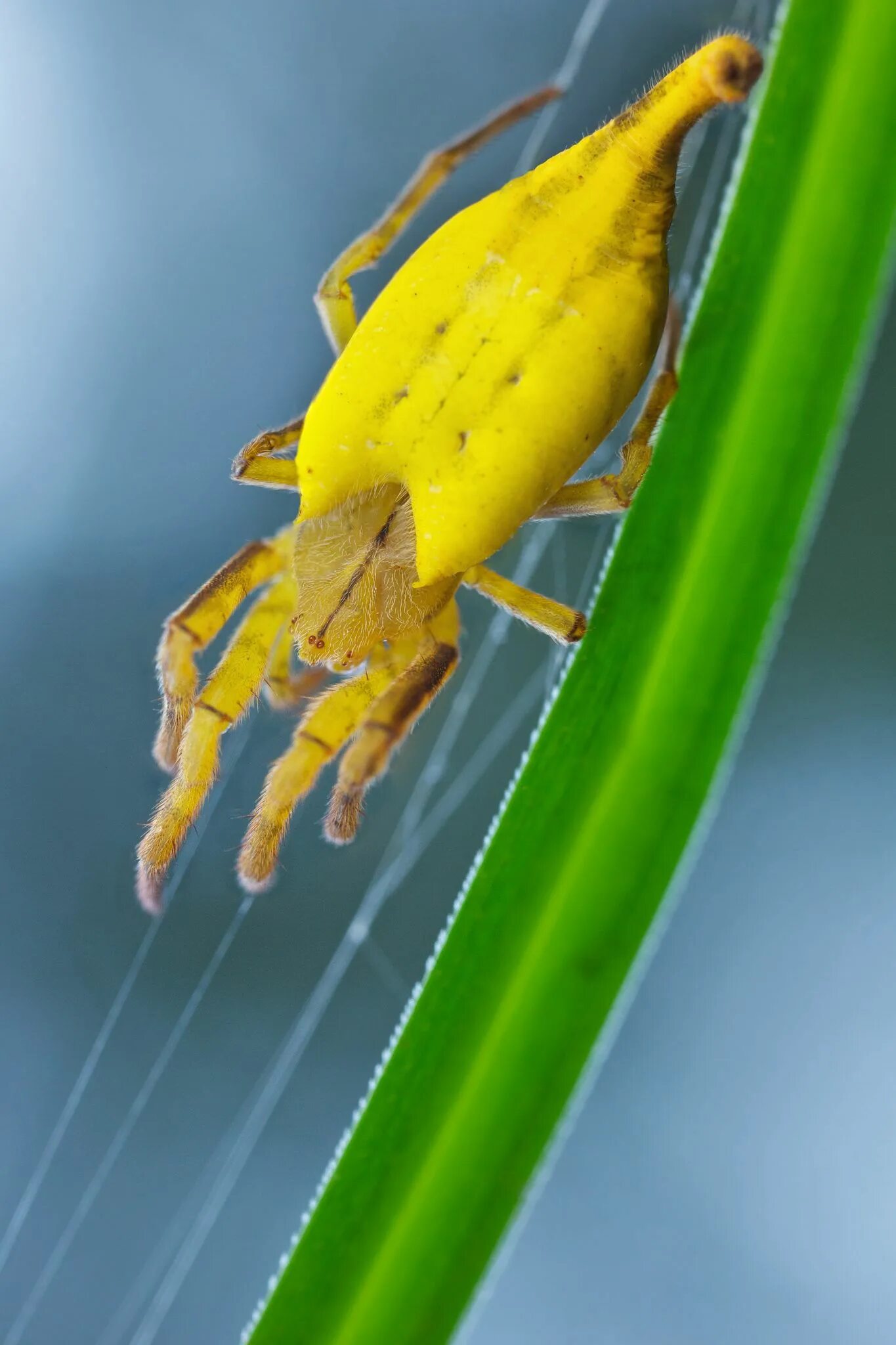 Желтая ли. Паук-Скорпион. Arachnura. Arachnura higginsi. Желтый Скорпион.